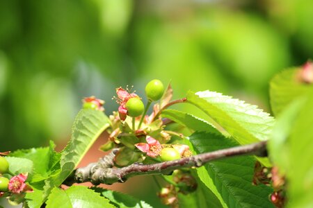 Fruit spring sprig