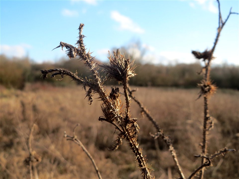 Acker-Kratzdistel (Cirsium arvense) im Naturschutzgebiet "St. Arnualer Wiesen"