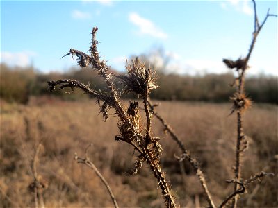 Acker-Kratzdistel (Cirsium arvense) im Naturschutzgebiet "St. Arnualer Wiesen"