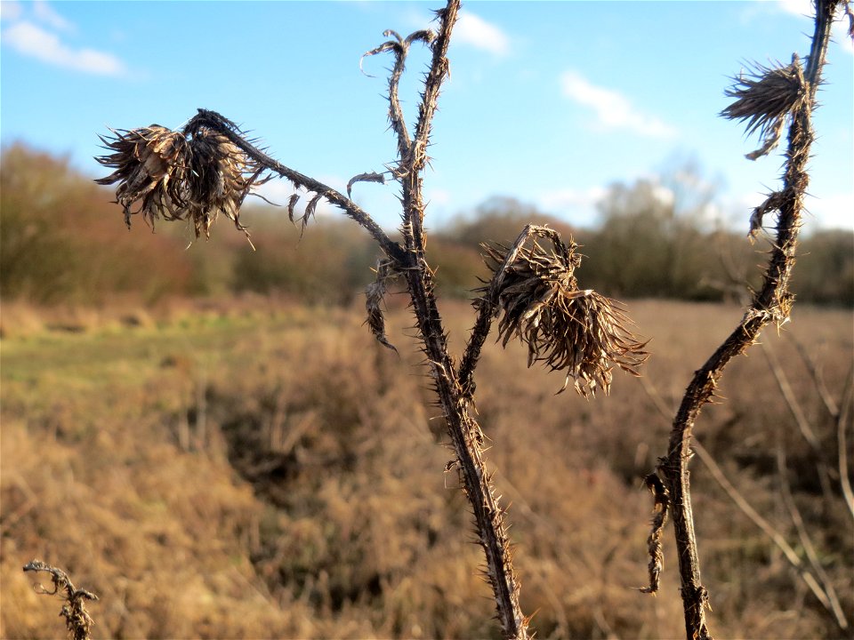 Acker-Kratzdistel (Cirsium arvense) im Naturschutzgebiet "St. Arnualer Wiesen"