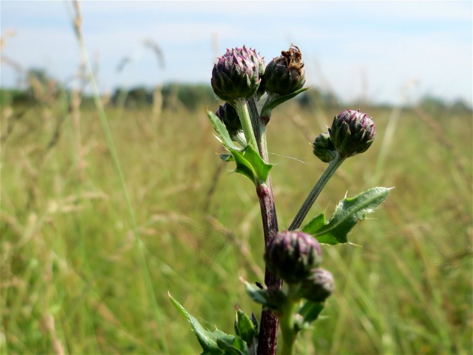 Acker-Kratzdistel (Cirsium arvense) im Landschaftsschutzgebiet Hockenheimer Rheinbogen