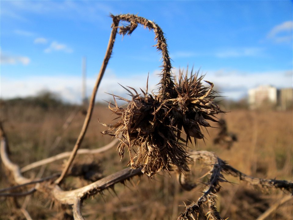 Acker-Kratzdistel (Cirsium arvense) im Naturschutzgebiet "St. Arnualer Wiesen"