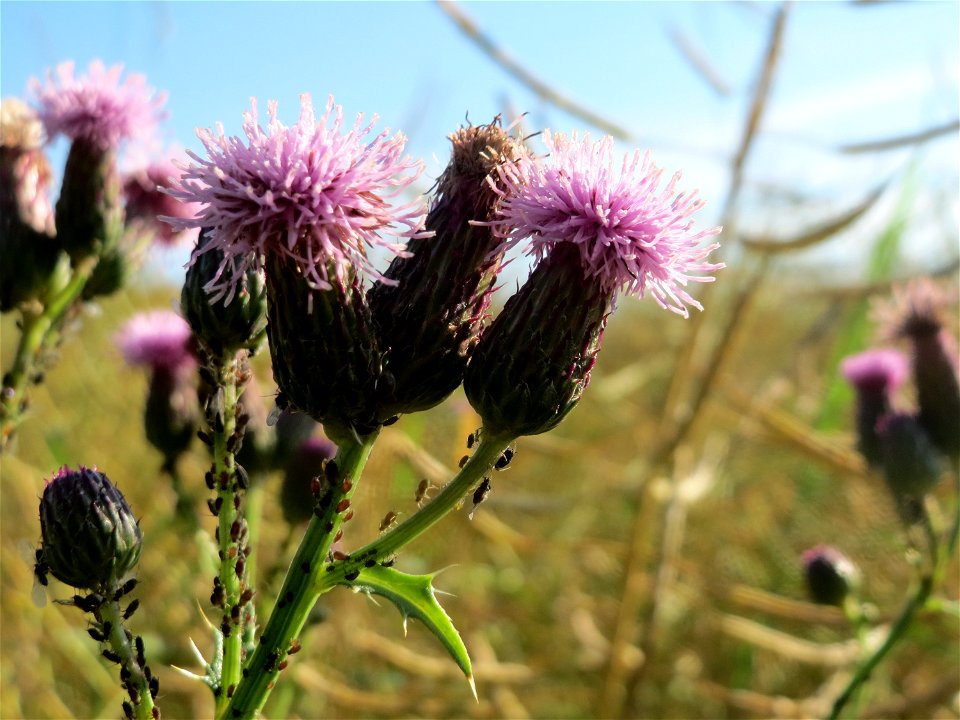 Acker-Kratzdistel (Cirsium arvense) bei Nußloch