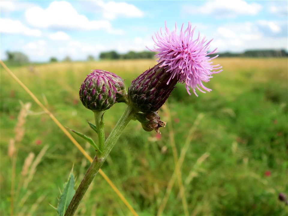 Acker-Kratzdistel (Cirsium arvense) im Landschaftsschutzgebiet Hockenheimer Rheinbogen
