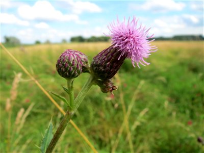 Acker-Kratzdistel (Cirsium arvense) im Landschaftsschutzgebiet Hockenheimer Rheinbogen