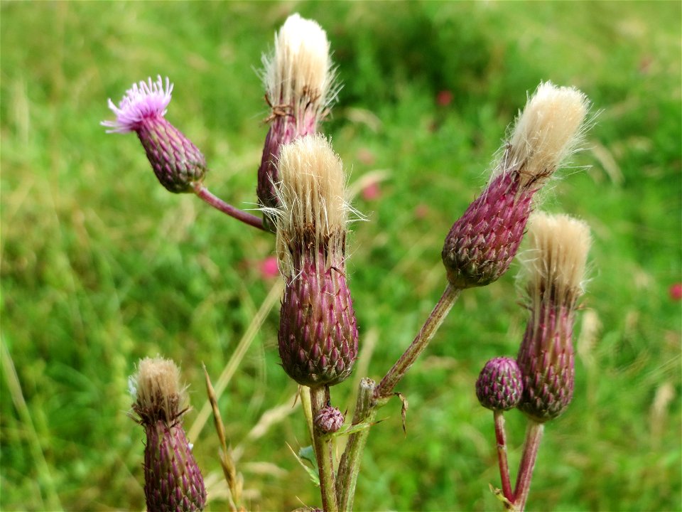 Acker-Kratzdistel (Cirsium arvense) im Landschaftsschutzgebiet „Hockenheimer Rheinbogen“