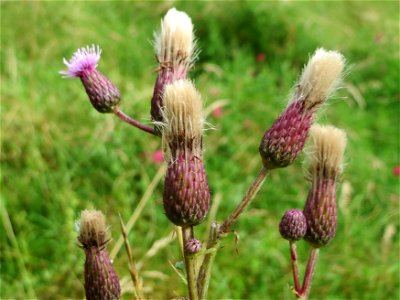 Acker-Kratzdistel (Cirsium arvense) im Landschaftsschutzgebiet „Hockenheimer Rheinbogen“