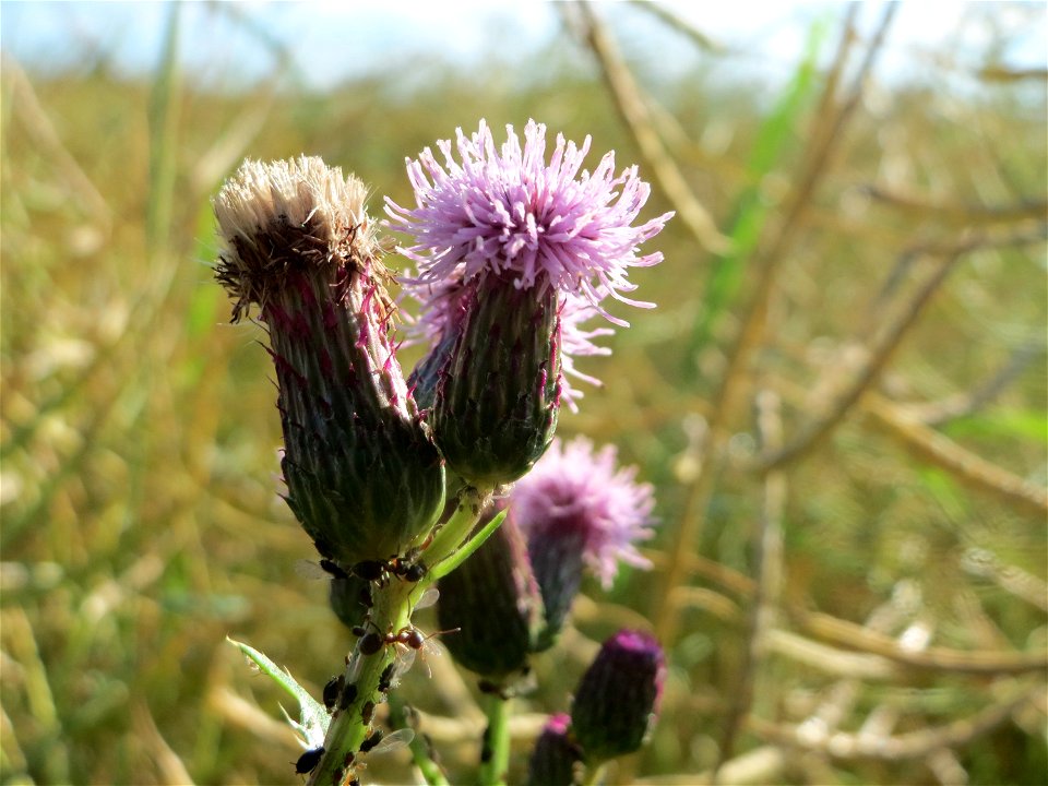 Acker-Kratzdistel (Cirsium arvense) bei Nußloch