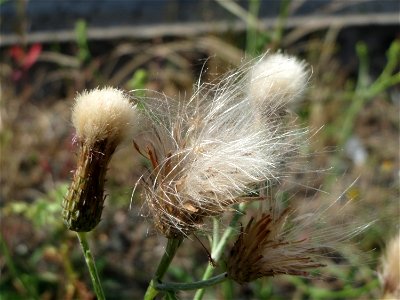 Acker-Kratzdistel (Cirsium arvense) in Bruchmühlbach-Miesau
