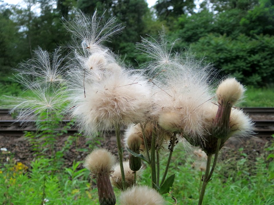Acker-Kratzdistel (Cirsium arvense) im Schwetzinger Hardt