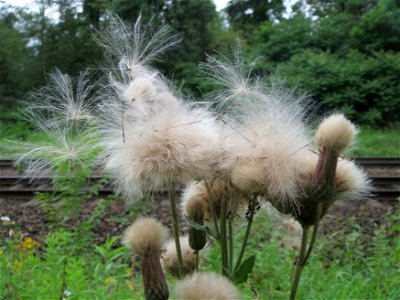 Acker-Kratzdistel (Cirsium arvense) im Schwetzinger Hardt