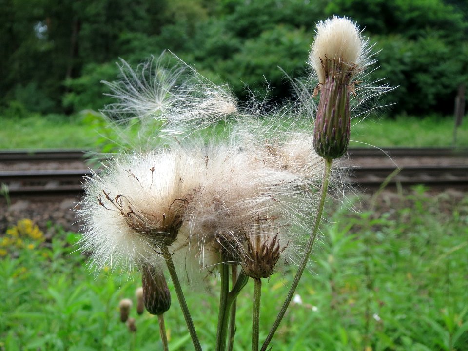 Acker-Kratzdistel (Cirsium arvense) im Schwetzinger Hardt