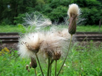 Acker-Kratzdistel (Cirsium arvense) im Schwetzinger Hardt