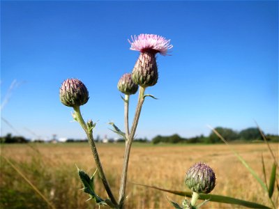 Acker-Kratzdistel (Cirsium arvense) in Hockenheim-Talhaus