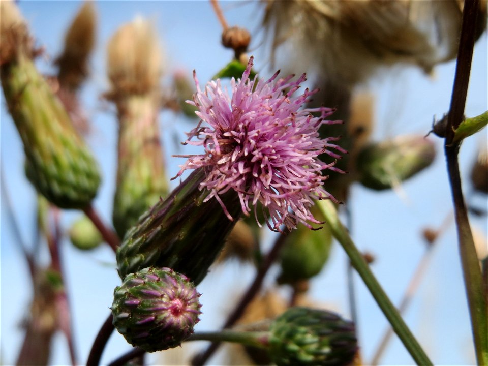 Acker-Kratzdistel (Cirsium arvense) am Messplatz in Hockenheim