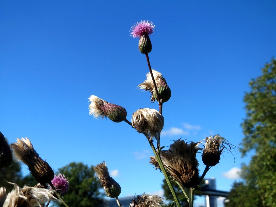 Acker-Kratzdistel (Cirsium arvense) in Hockenheim