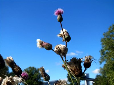 Acker-Kratzdistel (Cirsium arvense) in Hockenheim