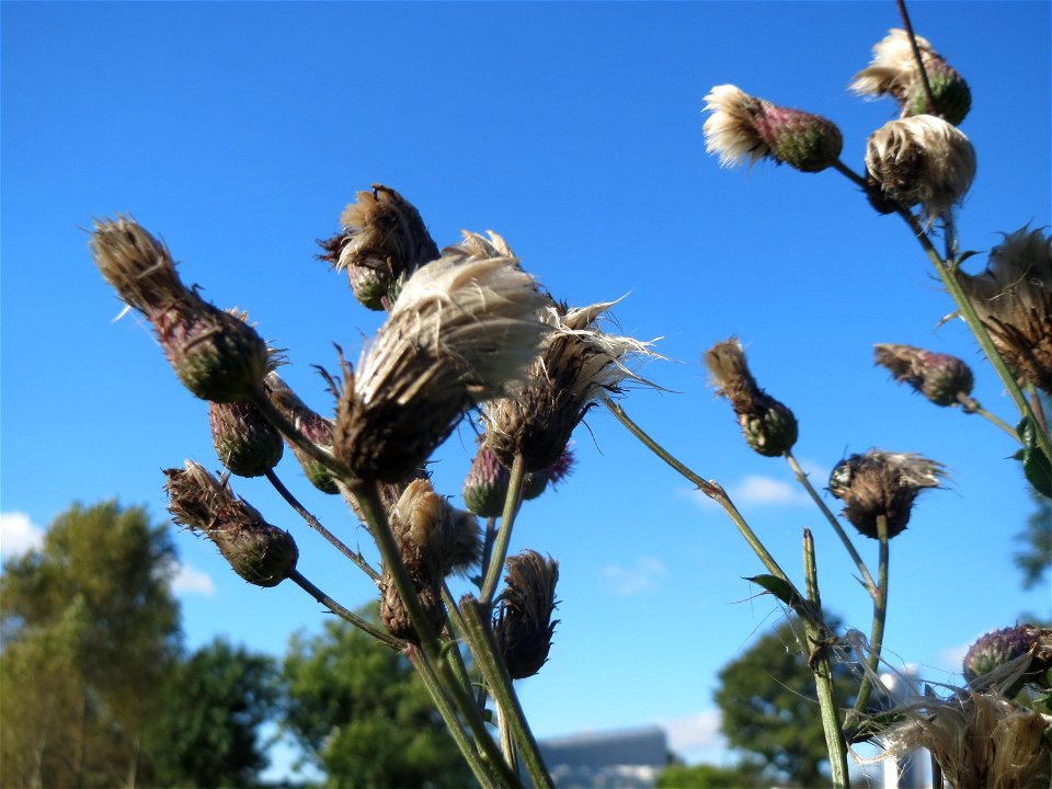 Acker-Kratzdistel (Cirsium arvense) in Hockenheim