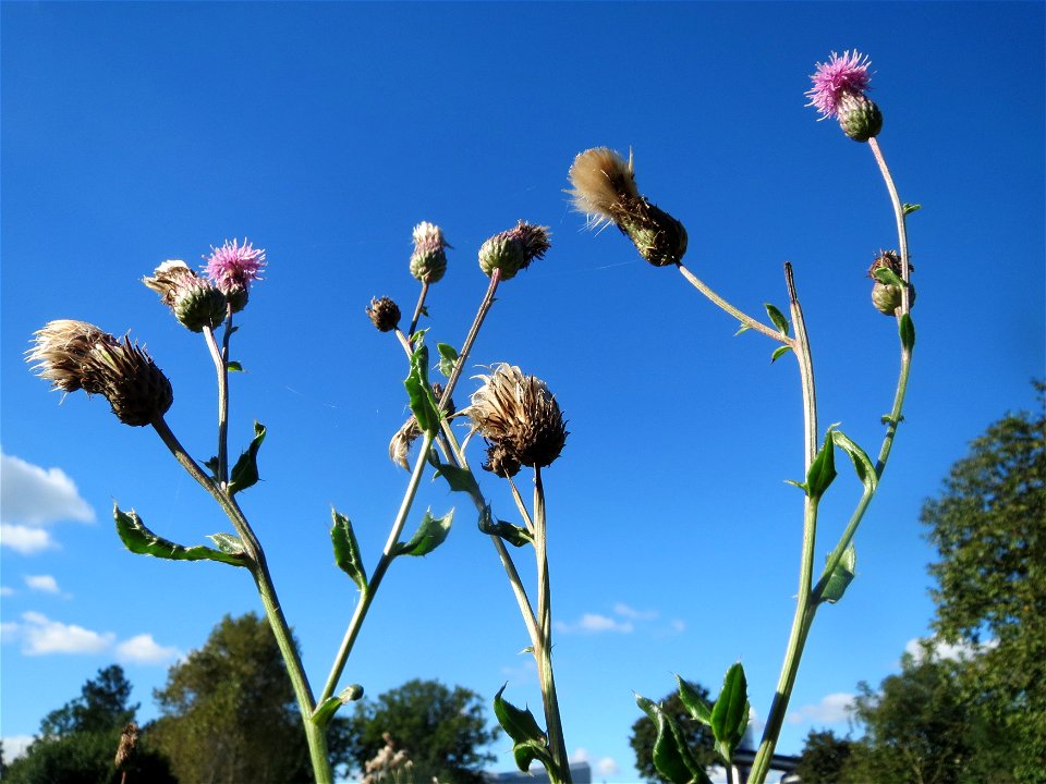 Acker-Kratzdistel (Cirsium arvense) in Hockenheim