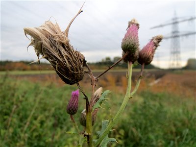 Acker-Kratzdistel (Cirsium arvense) im Hockenheimer Rheinbogen