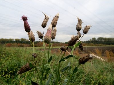 Acker-Kratzdistel (Cirsium arvense) im Hockenheimer Rheinbogen