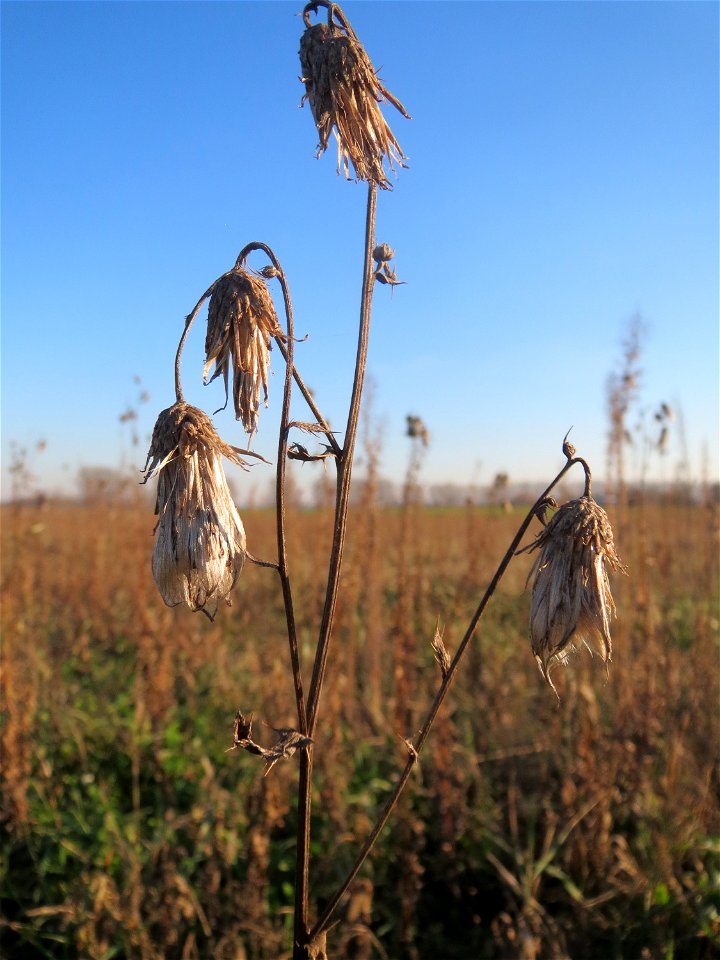 Acker-Kratzdistel (Cirsium arvense) bei Reilingen