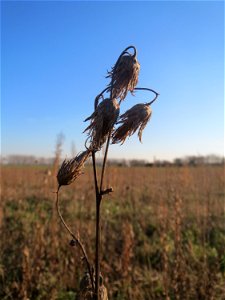 Acker-Kratzdistel (Cirsium arvense) bei Reilingen
