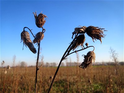 Acker-Kratzdistel (Cirsium arvense) bei Reilingen