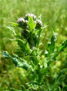 Acker-Kratzdistel (Cirsium arvense) beim Insultheimer Hof im Landschaftsschutzgebiet „Hockenheimer Rheinbogen“