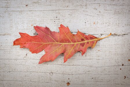 Leaves autumn nature photo