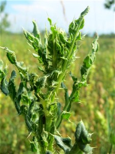 Acker-Kratzdistel (Cirsium arvense) beim Insultheimer Hof im Landschaftsschutzgebiet „Hockenheimer Rheinbogen“
