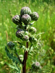 Acker-Kratzdistel (Cirsium arvense) beim Insultheimer Hof im Landschaftsschutzgebiet „Hockenheimer Rheinbogen“