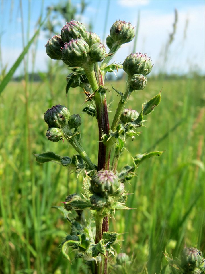 Acker-Kratzdistel (Cirsium arvense) beim Insultheimer Hof im Landschaftsschutzgebiet „Hockenheimer Rheinbogen“