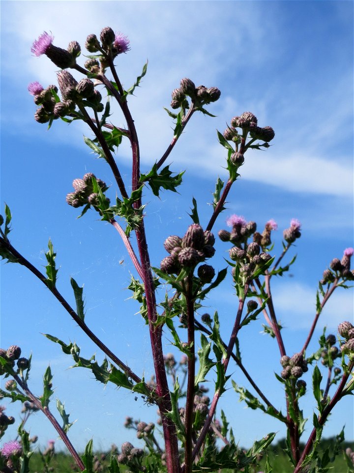 Acker-Kratzdistel (Cirsium arvense) auf einer Brachfläche zum Schutz der Haubenlerche beim Dänischen Lager bei Hockenheim