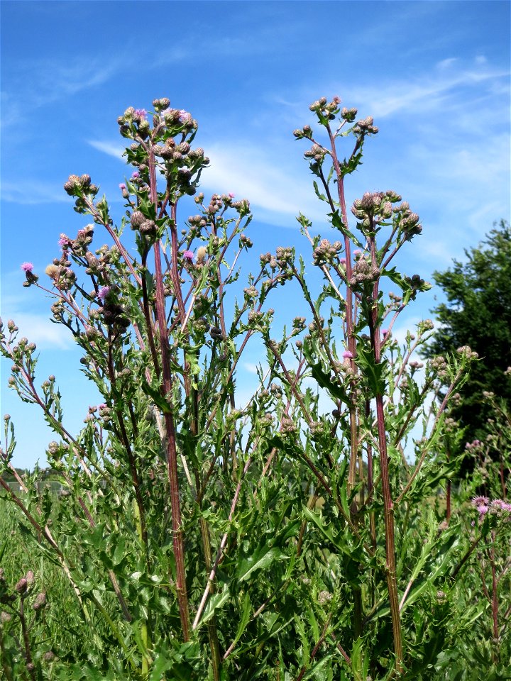 Acker-Kratzdistel (Cirsium arvense) auf einer Brachfläche zum Schutz der Haubenlerche beim Dänischen Lager bei Hockenheim