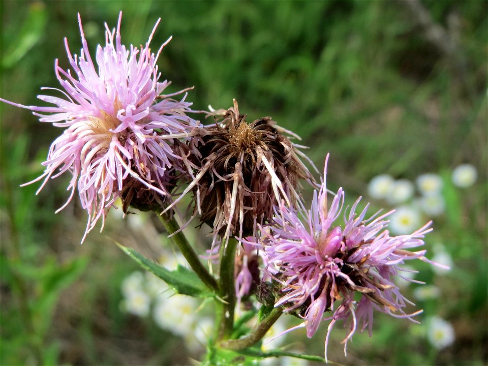 Acker-Kratzdistel (Cirsium arvense) im Naturschutzgebiet „Steinbachtal / Netzbachtal“