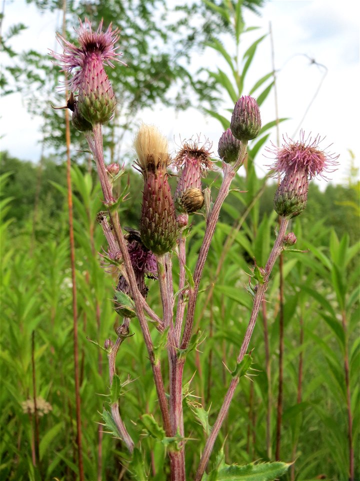 Acker-Kratzdistel (Cirsium arvense) im Naturschutzgebiet „Steinbachtal / Netzbachtal“