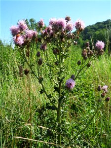 Acker-Kratzdistel (Cirsium arvense) im Naturschutzgebiet „St. Arnualer Wiesen“