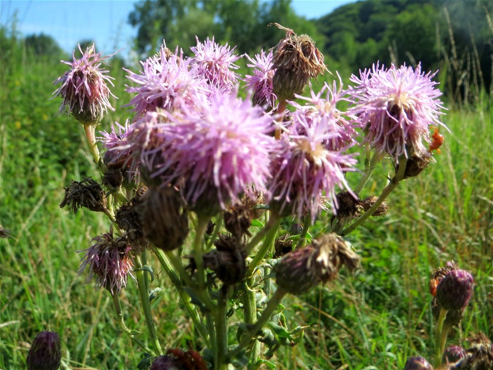 Acker-Kratzdistel (Cirsium arvense) im Naturschutzgebiet „St. Arnualer Wiesen“