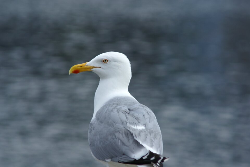 Coast north sea large gull