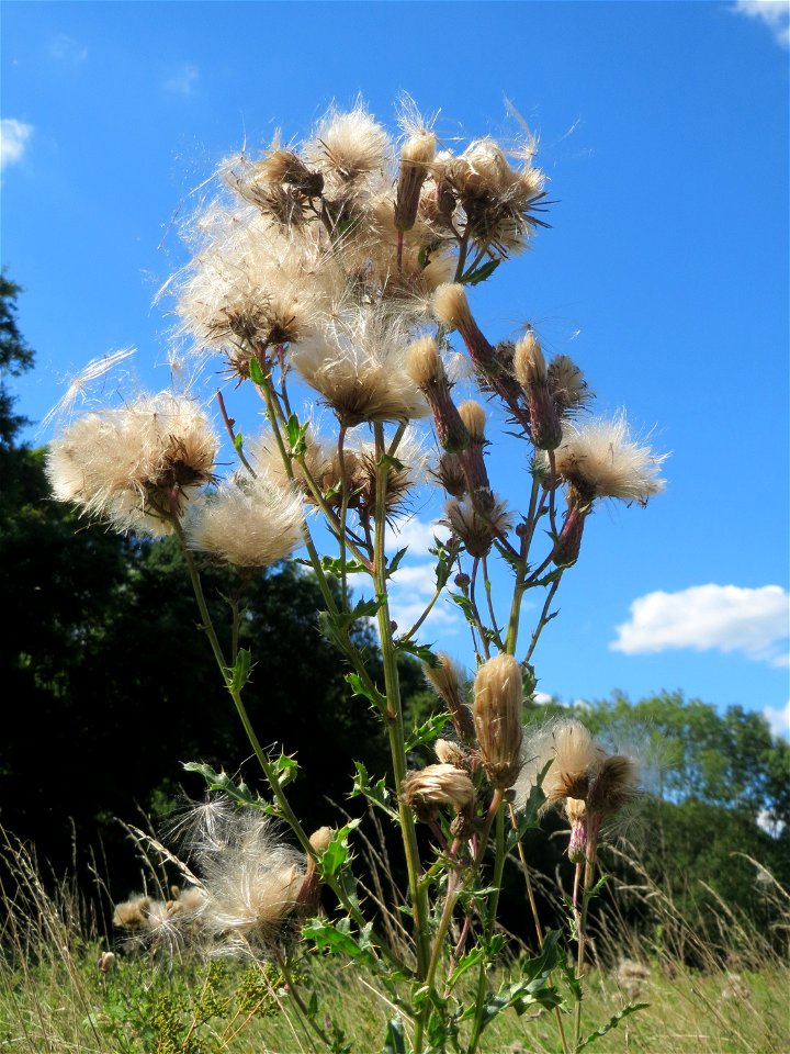 Acker-Kratzdistel (Cirsium arvense) auf einer Saaraue bei Grosbliederstroff
Français :  Cirse des champs