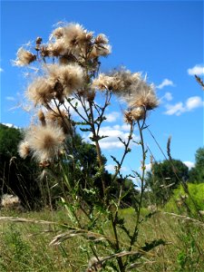 Acker-Kratzdistel (Cirsium arvense) auf einer Saaraue bei Grosbliederstroff
Français :  Cirse des champs