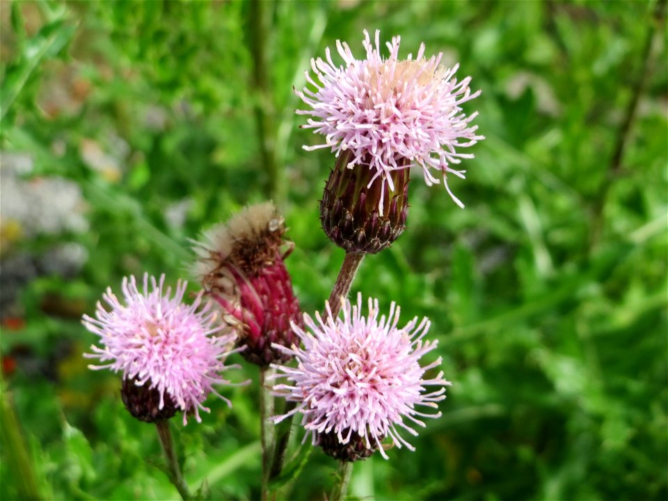 Acker-Kratzdistel (Cirsium arvense) in Schwetzingen