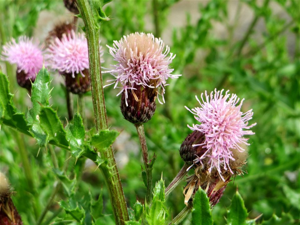 Acker-Kratzdistel (Cirsium arvense) in Schwetzingen