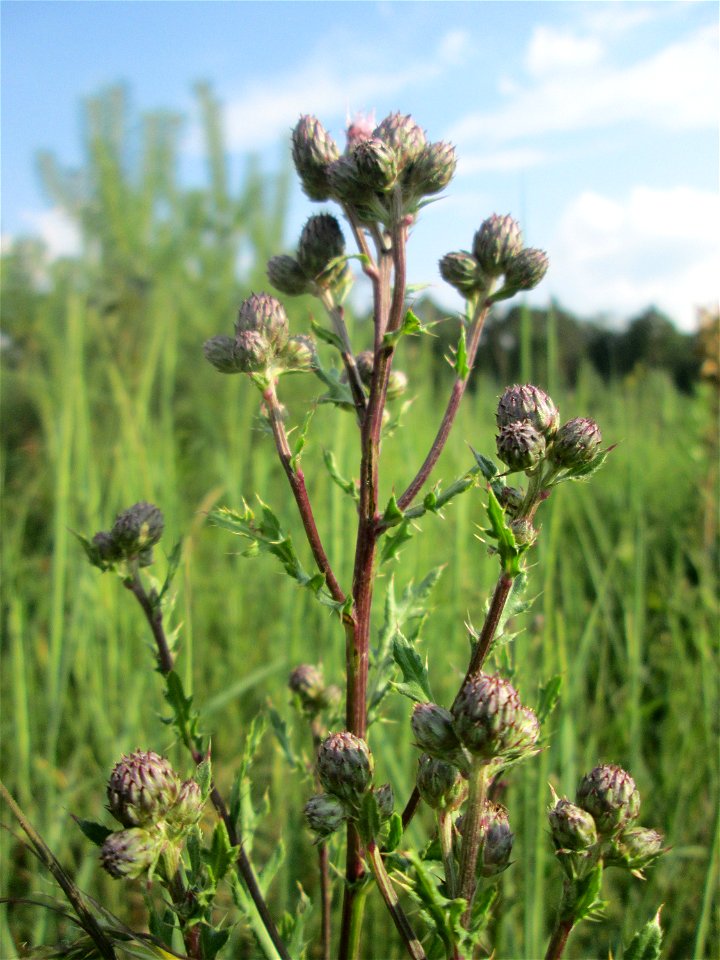 Acker-Kratzdistel (Cirsium arvense) in der Schwetzinger Hardt
