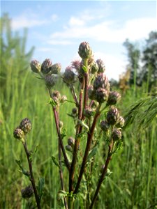 Acker-Kratzdistel (Cirsium arvense) in der Schwetzinger Hardt