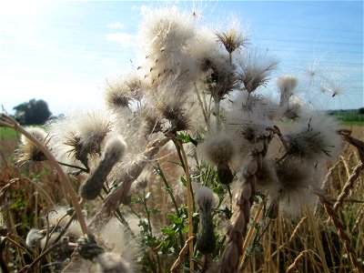 Acker-Kratzdistel (Cirsium arvense) im Landschaftsschutzgebiet „Hockenheimer Rheinbogen“