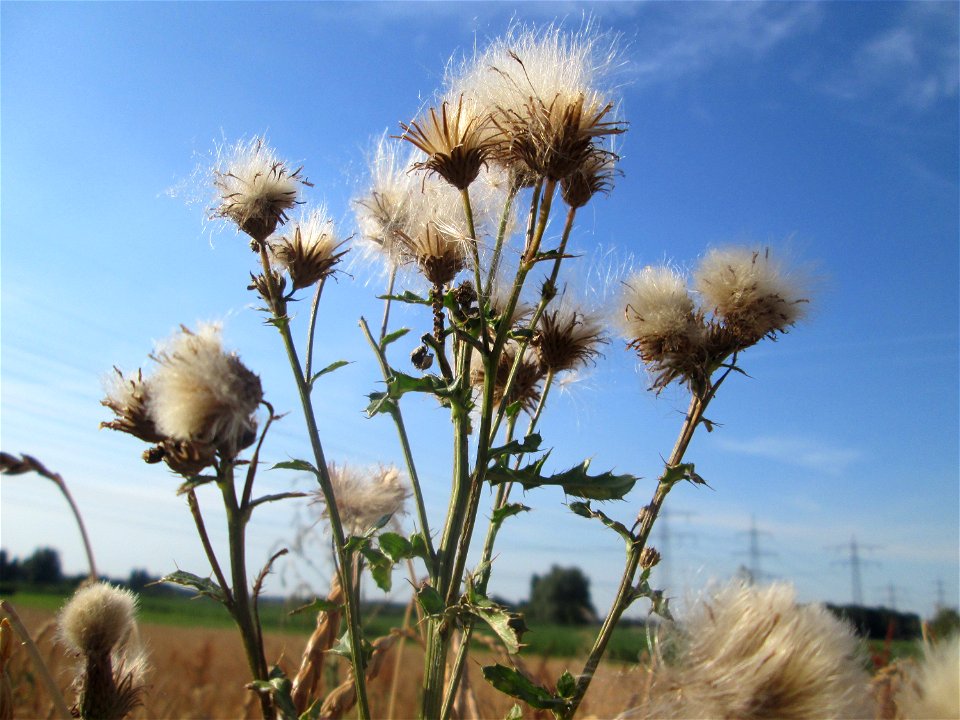 Acker-Kratzdistel (Cirsium arvense) im Landschaftsschutzgebiet „Hockenheimer Rheinbogen“