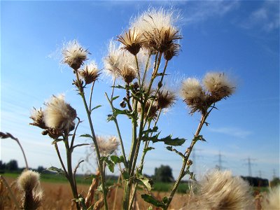 Acker-Kratzdistel (Cirsium arvense) im Landschaftsschutzgebiet „Hockenheimer Rheinbogen“