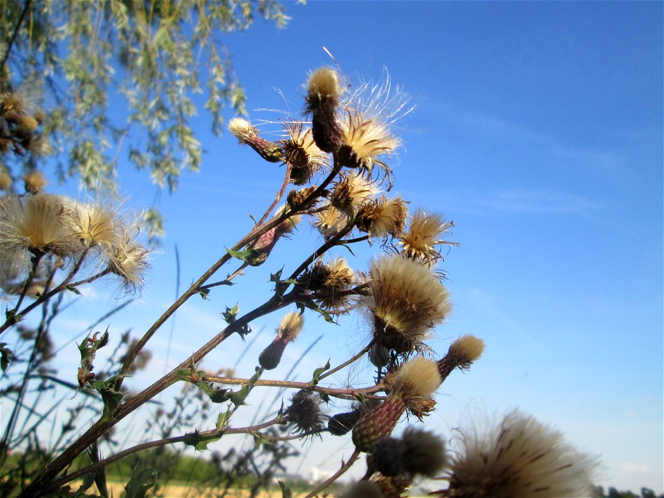 Acker-Kratzdistel (Cirsium arvense) im Landschaftsschutzgebiet „Hockenheimer Rheinbogen“